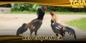 Kèo Cược Đá Gà - Đấu Trường Đỉnh Cao Rinh Thưởng Bạc Tỷ